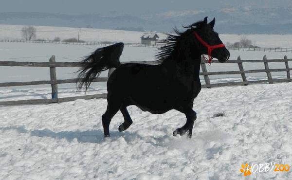 vand 2 iepe din rasa lipitan negre