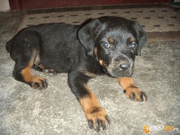 pui Rottweiler rasa pura