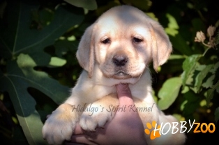 Canisa Hidalgo`s Spirit  Labrador Retriever 