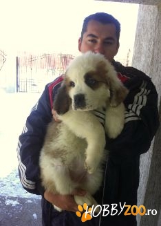 saint bernard rasa pura