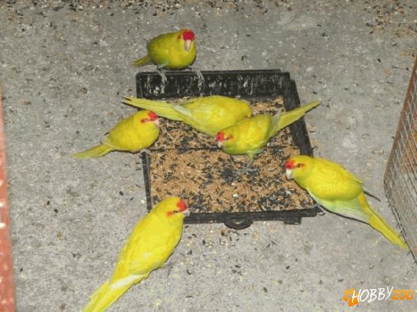 papagali exotici inelati