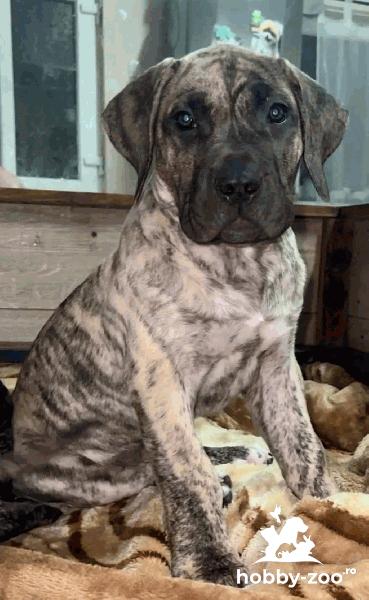 Dogo Canario catelusi de vanzare