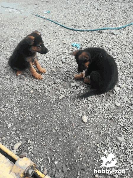 Vând doua fetițe rasa pura Ciobănesc German