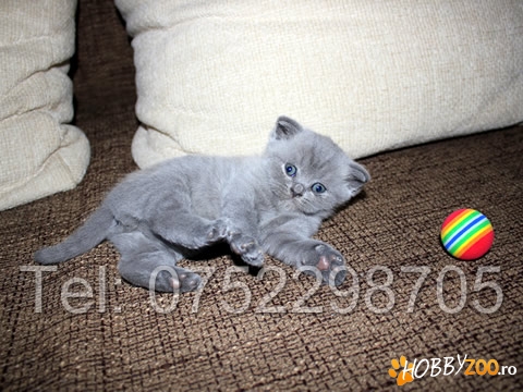 Vand Pui din Rasa British Shorthair