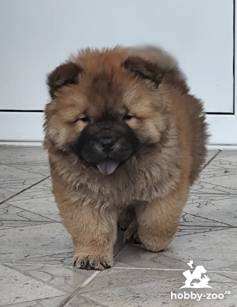Cau Cau Chow Chow Cattle of both sexes