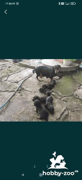 Puiuti rasa Tekel de vânzare 