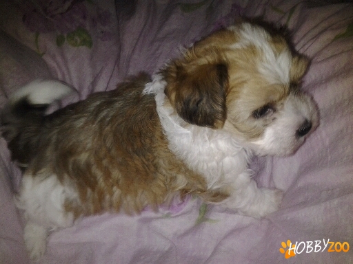0764765468 vand pui bichon