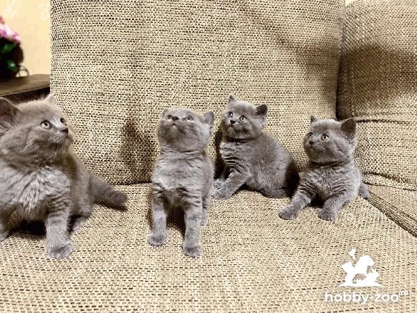 Pisicuțe British Shorthair