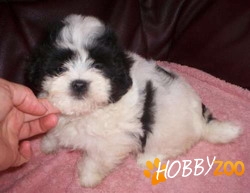 Vand catei Bichon Havanese
