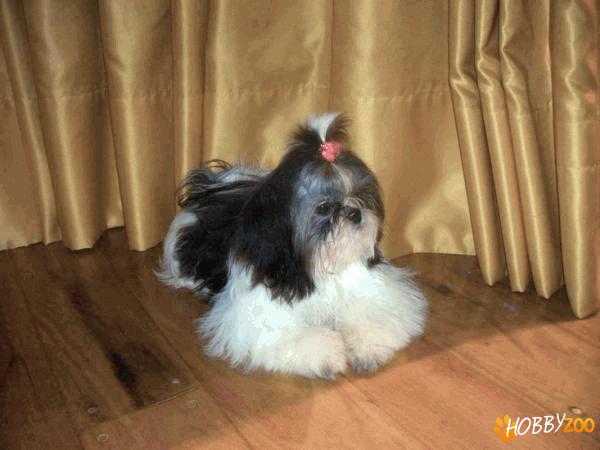  vand shih tzu superbi