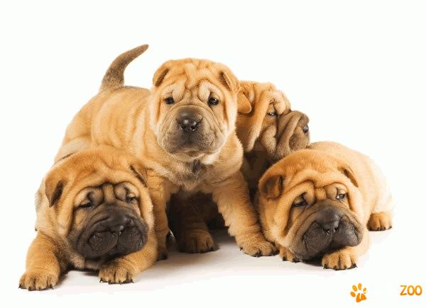 shar-pei cutati de 6 saptamani