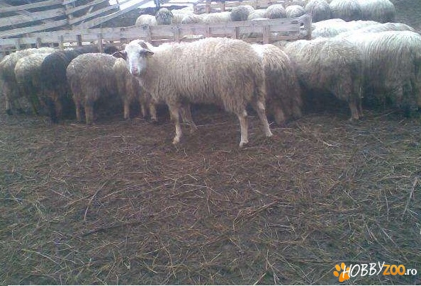 berbeci de rasa friz