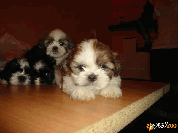 vand catei shih tzu  satu mare
