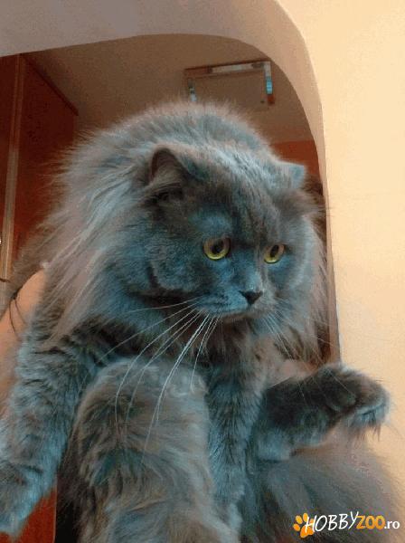 Imperechere Scottish Fold Longhair