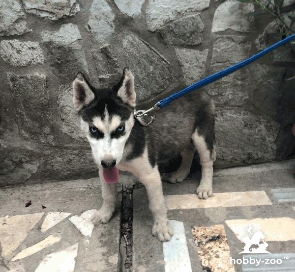 Husky mascul de vanzare rasa pura