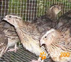 prepelite ouatoare en gross