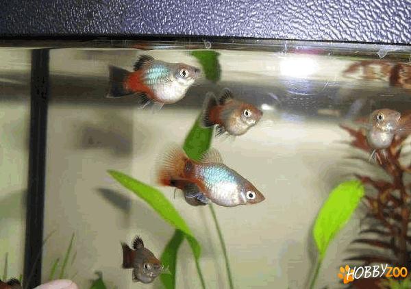 pesti platy sunset rainbow