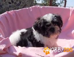 bichon havanez 500.ron