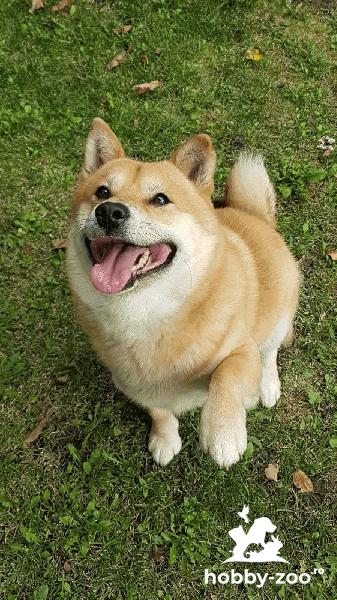 shiba inu brasov 6 ani