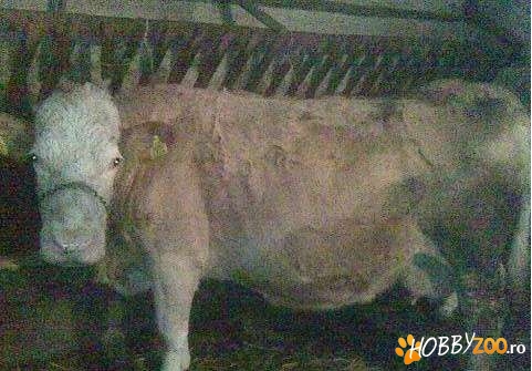 vand Vaca 600 kg manata