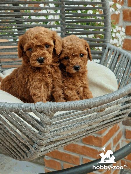 Premium Toy poodles                      
