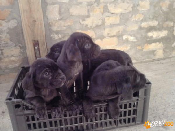 Vand puii Cane Corso