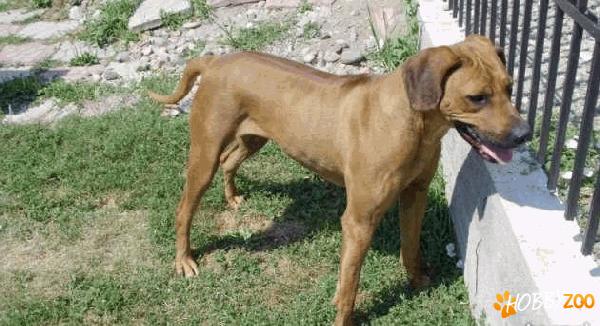 femela rhodesian ridgeback