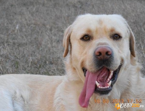 Monta labrador retriever auriu
