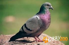 porumbei voiajori satu mare