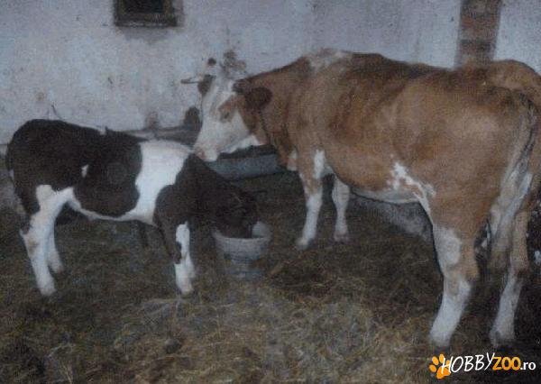 VACA CU VITEL DE CARNE