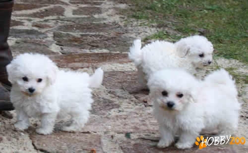 VAND PUII BICHON MALTESE