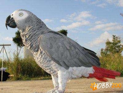 Kenya widower Megalopolis papagal Jako vorbitor - Hobby-Zoo.ro