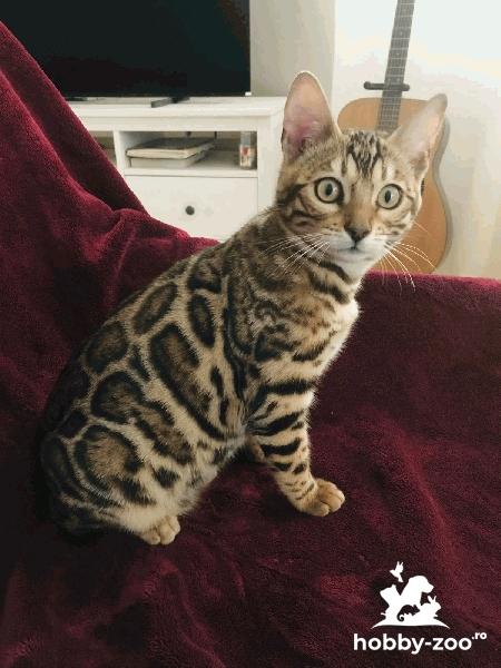 Pisicuță Bengal pentru vânzare