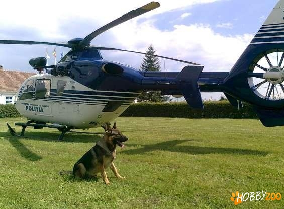 Dresaj canin socializare