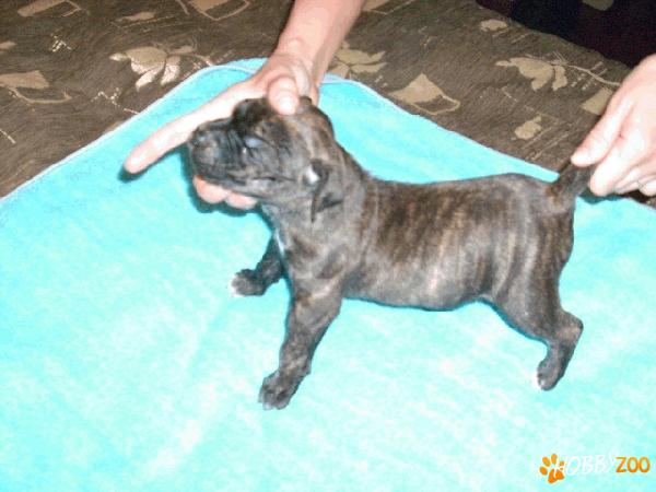 Vand pui AMSTAFF 250euro