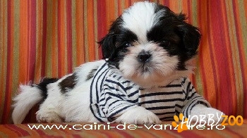 Shih-Tzu de vanzare - talie f mica
