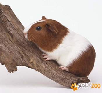 Porcusorul de guineea