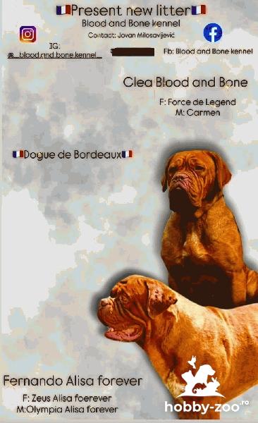 Pui Dogue de Bordeaux