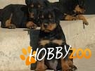 pui rasa  rottweiler