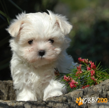 PUI BICHON MALTESE 2 luni