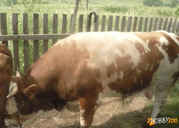 taur baltat romanesc