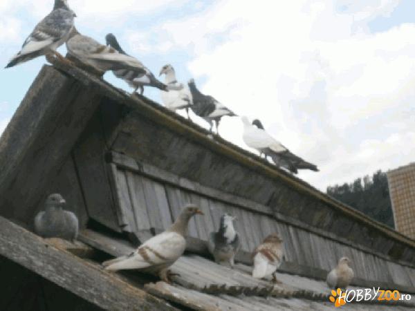 Porumbei de vanzare cu inele