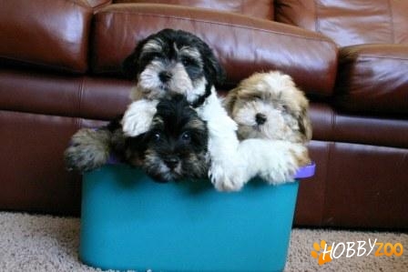 vand bichon havanese 450 ron