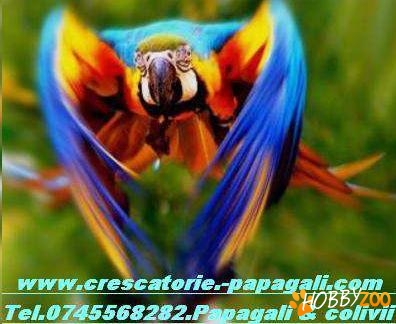 Pui Papagal Ara Ararauna