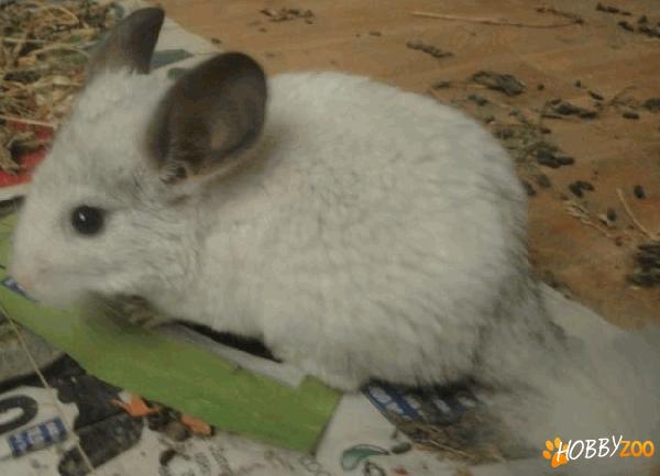 Vand chinchilla albe