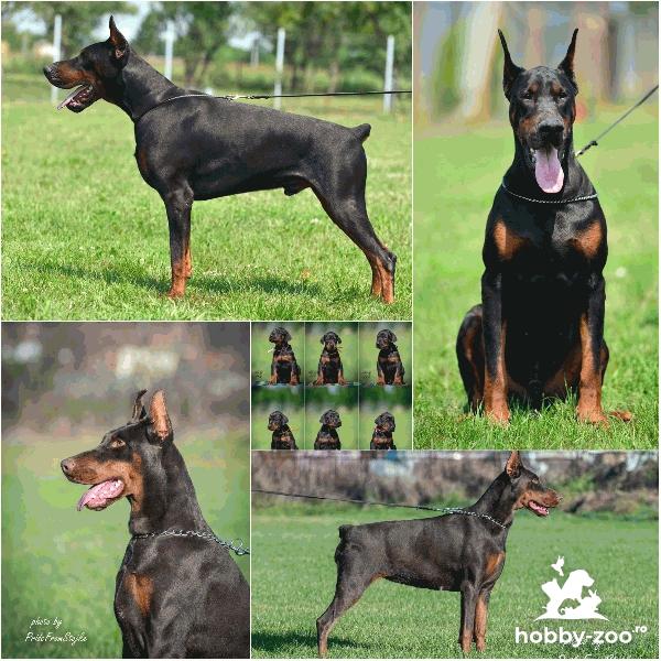 DOBERMAN Cățeluși de vanzare