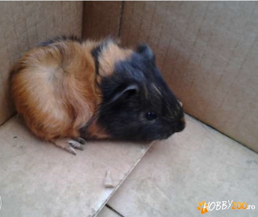 Porcusor guineea de companie 