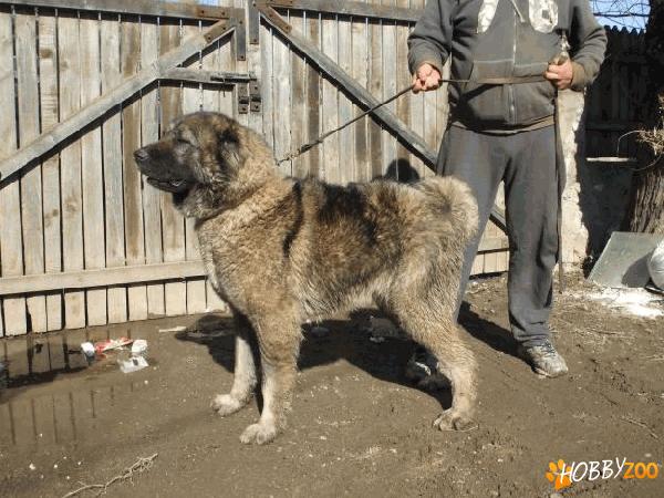 femele mature de ciobanesc