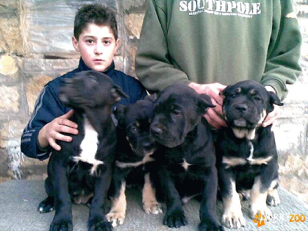 crescator vand pui cane corso