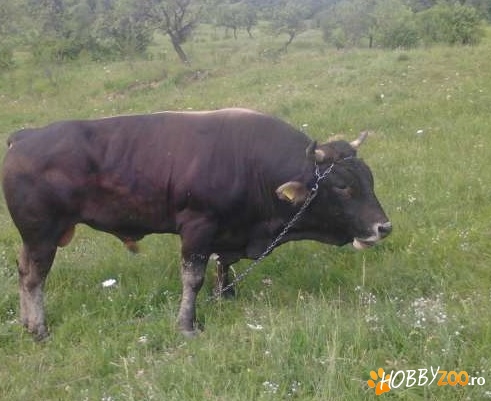 Tauri mari in Buzau de vanzare